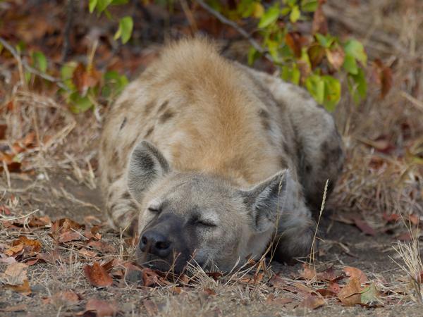 <h3><a href="/trips/safari/biota/animalia/chordata/mammalia/carnivora/hyaenidae/crocuta crocuta/crocuta crocuta-nl.html">Crocuta&nbsp;crocuta</a> / Spotted&nbsp;hyena / Gevlekte&nbsp;hyena</h3>OM-1 Mark II met OLYMPUS M.300mm F4.0, 1/2000 sec  bij F4.0, ISO 1000, afstand 13.0&nbsp;m